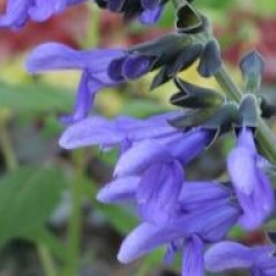 Salvia guaranitica - Sauge guaranitica