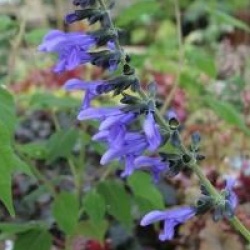 Salvia guaranitica