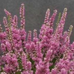 Calluna vulgaris 'Darkness' - Bruy�re d'automne Darkness