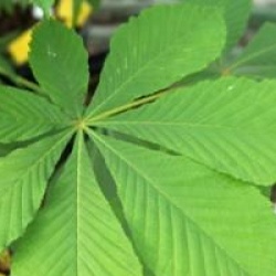 Aesculus hippocastanum 'Baumanii'