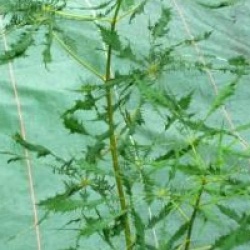 Aesculus 'Laciniata' - Marronnier � feuilles lacini�es