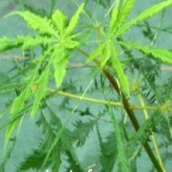 Aesculus 'Laciniata'