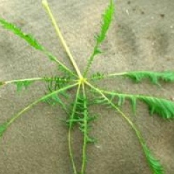 Aesculus 'Laciniata'