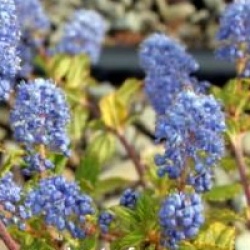 Ceanothus 'Burkwoodii'