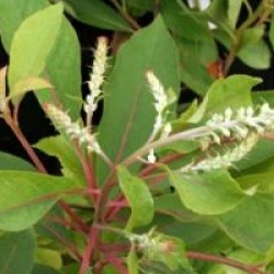 Clethra barbinervis 'Great Star'