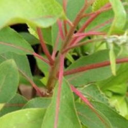 Clethra barbinervis 'Great Star' 