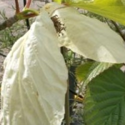 Davidia involucrata 'Sonoma'