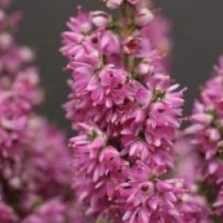 Calluna vulgaris 'Darkness'
