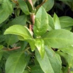 Decumaria sinensis - D�cumaria de Chine