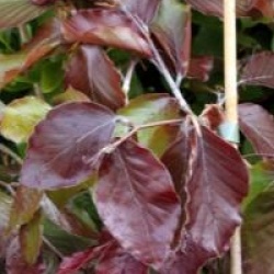 H�tre pourpre pleureur