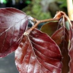Fagus sylvatica 'Purple Fountain'