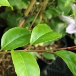 Kadsura japonica - Kadsura du Japon