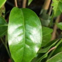 Kadsura japonica