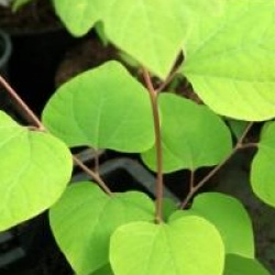 Lindera obtusiloba - Lindera obtusiloba