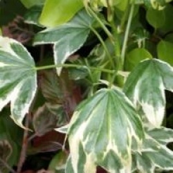 Liquidambar styraciflua 'Manon'