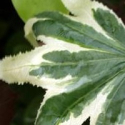 Liquidambar styraciflua 'Manon'