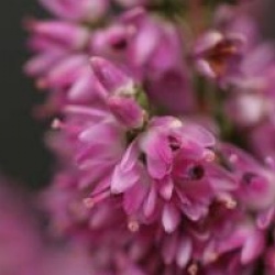 Calluna vulgaris 'Darkness'