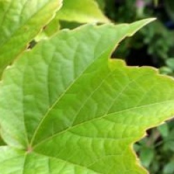 Vigne vierge du Japon