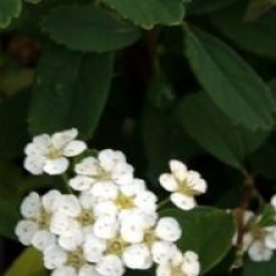 Spiraea nipponica 'Snowmound' - Spir�e Snowmound
