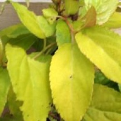 Stachyurus chinensis 'Goldbeater'