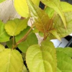 Stachyurus chinensis 'Goldbeater'