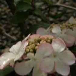 Viburnum plicatum 'Pink Beauty'
