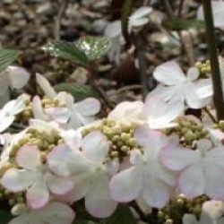 Viburnum plicatum 'Pink Beauty'