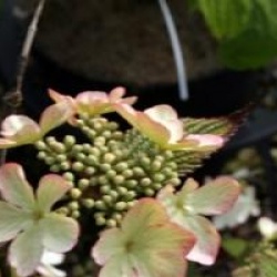 Viburnum plicatum 'Pink Beauty'