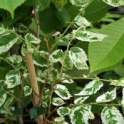 Zelkova serrata 'Variegata'