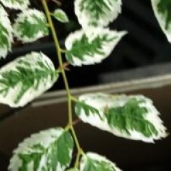 Zelkova serrata 'Variegata'