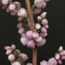 Calluna vulgaris 'Elsie Purnell' - Bruy�re d'�t� Elsie Purnell