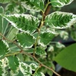 Zelkova serrata 'Variegata'