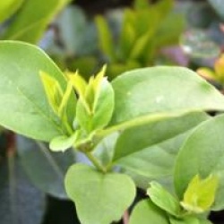 Abeliophyllum � fleurs roses