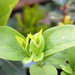 Abeliophyllum distichum 'Roseum'