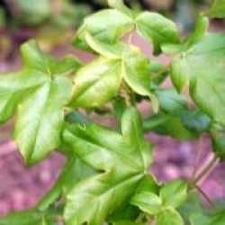 Acer monspessulanum