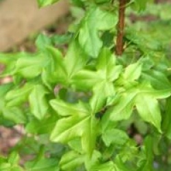 Acer monspessulanum