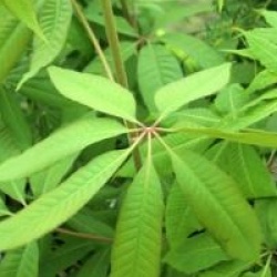 Aesculus indica 'Sydney Pearce'