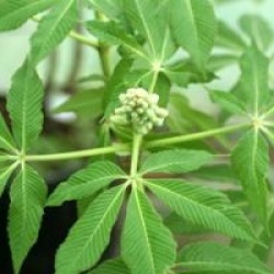 Aesculus pavia var. discolor 'Koehnei'