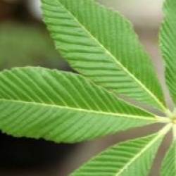 Aesculus pavia var. discolor 'Koehnei'