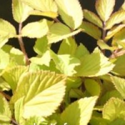 Aralia cordata 'Sun King'