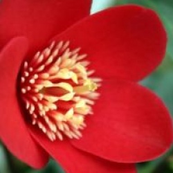 Camellia japonica 'Kimberley'