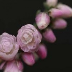 Calluna vulgaris 'Elsie Purnell'
