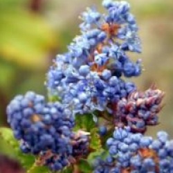 Ceanothus 'Burkwoodii'