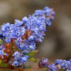 Ceanothus 'Burkwoodii'