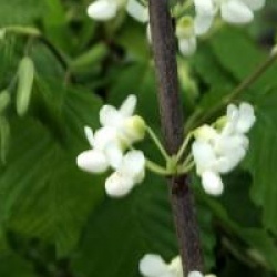 Cercis canadensis 'Royal White'