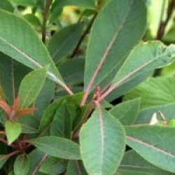 Clethra barbinervis 'Great Star' 