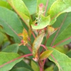 Clethra barbinervis 'Great Star' 