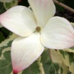 Cornus kousa 'Akatsuki'