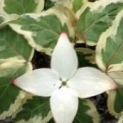 Cornus kousa 'Akatsuki'