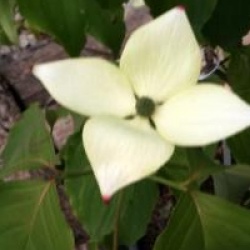 Cornouiller � fleurs Teutonia